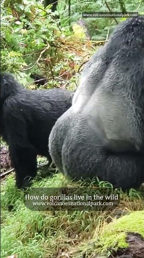 Extraordinary Mountain gorilla encounter- How do gorillas live in the wild of volcanoes park Rwanda