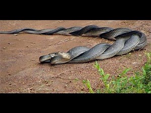 Two Beautiful Cobra Snakes Mating Each Other Very Nice