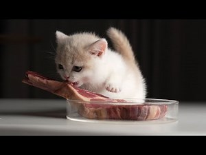 Raw Meat | Cat ASMR | Raw feeding Kitten with Tomahawk BEEF