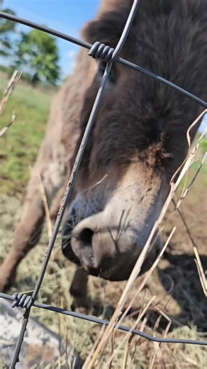 Discover the Crunchy Sounds of Donkeys