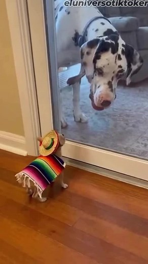 Videoclipul lui Marius Mystery (@cristianmarius62) despre Dolly Parton Coat Of Many Colors