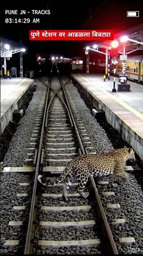 पुणे स्टेशन वर आढळला बिबट्या #leopard #viral #viralvideo #bibtya #news #pune #punenews #punestation