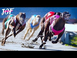 Greyhound Racing: Track Race Competition