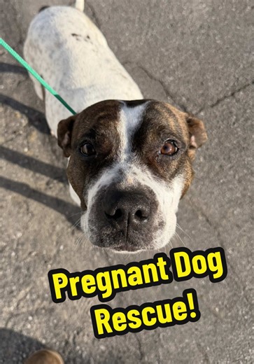 Another day another pregnant dog rescue! | joey graceffa dogs