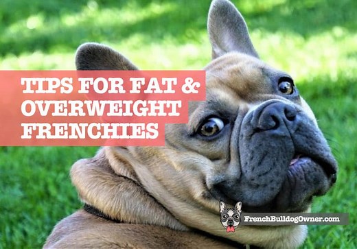 Fat French Bulldog? {{ 7 Signs of an Overweight Frenchie }}