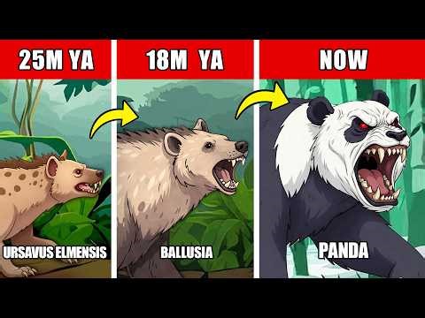 Panda Origin Evolution: Why Did This Fierce Carnivore Choose Bamboo?