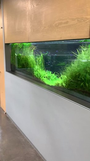 ADA Gallery at Niigata Japan Aquascape Showcase