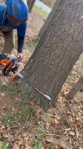 Stihl MS500i Eats Pine For Breakfast-000 | BN Tree