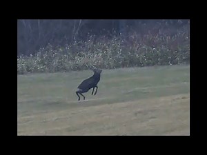 射撃の瞬間高々と飛び跳ねたデカ角！