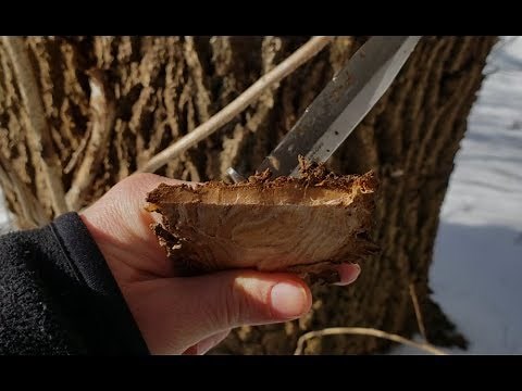 5 Trees With Edible Bark