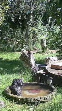Wild Garden Down at the Waterhole #shorts