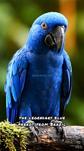 This Blue Bird’s Comeback Will Give You Goosebumps #wildlife #birdworld