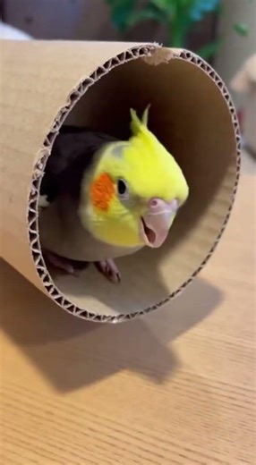 Parrots Imitating Human Behavior Will Shock You 😳🦜 #shorts