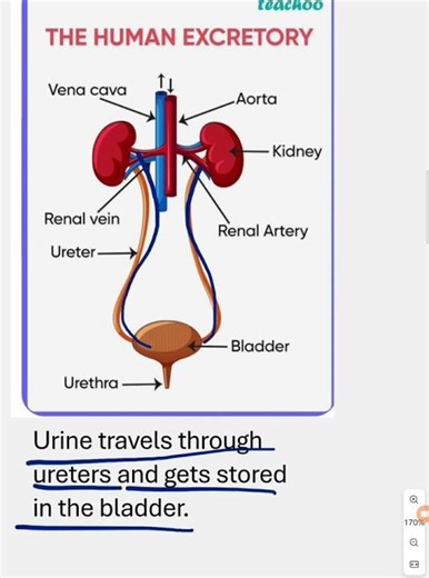 😮How Our Body Removes Waste? | Excretory System✨🔥 #education