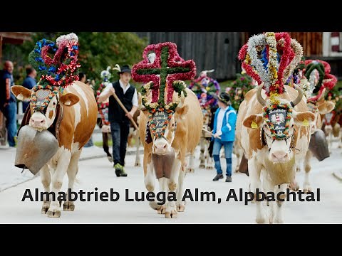 Almabtrieb von der Luega Alm im Alpbachtal.