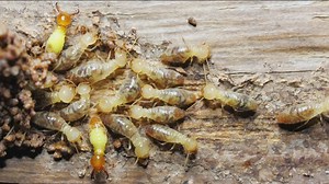 Atlanta ranks No. 11 for termites—how to protect your home from damage