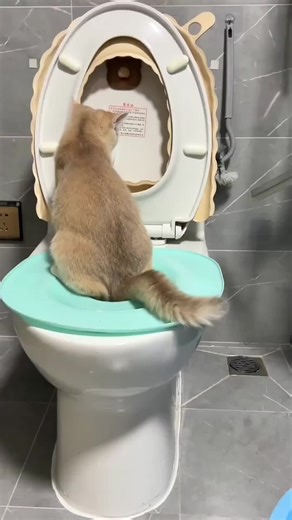 From Litter Box to Toilet: A Cat Training Journey