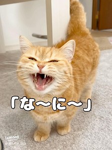 猫の鳴き声まとめ＆ニャン語解説｜茶トラ猫ビビのかわいいお返事動画付き