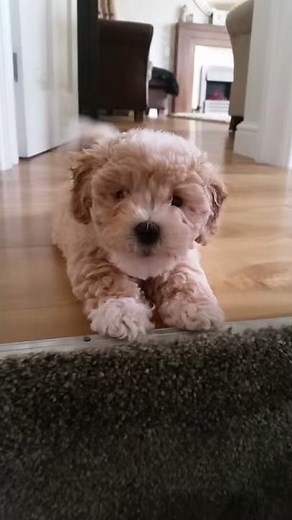 My gorgeous cavachon puppy getting angry at me