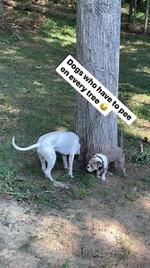 Dogs who have to pee on every tree why tho? 藍藍藍 #dogsstruggle | Keepin it 99.9 | Facebook