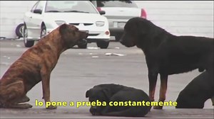 Breve Documental sobre el celo de una perra en situación de calle y las constantes batallas entre perros por lograr mantenerse en el lugar privilegiado para poder reproducirse. Peleas entre perros por Ser el más dominante y mantener a raya a toda una jauría y por supuesto ser el unico que pueda procrear y dejar descendencia. #perro #perros #perrosderaza #rottweilers #rottweilerworld #rottie #rottweiler #rottweilers #rottweilerworld #pitbull #razasdeperros #canidos #psicologiacanina #pitbulls #pi