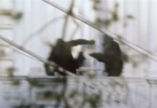 Iranian Embassy Siege, 1980: When Terrorists Killed a Hostage, British SAS Launched Operation Nimrod