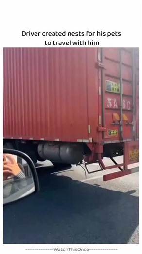 @globely.io on Instagram: "How cute.. The video shows a Chinese truck driver who has ingeniously built three small, mesh-enclosed "nests" attached to the exterior of his large truck cab, each lined with soft artificial grass and providing sheltered spots for his three fluffy, Pomeranian-like dogs. The adorable small dogs sit or stand comfortably inside their individual enclosures as the truck moves along the road, with wind gently ruffling their fur while they gaze out curiously at the passing s