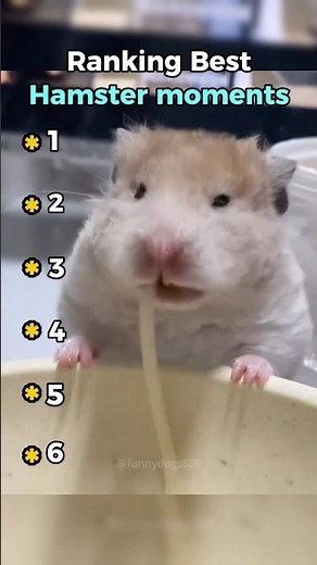 Funny hamster moments
