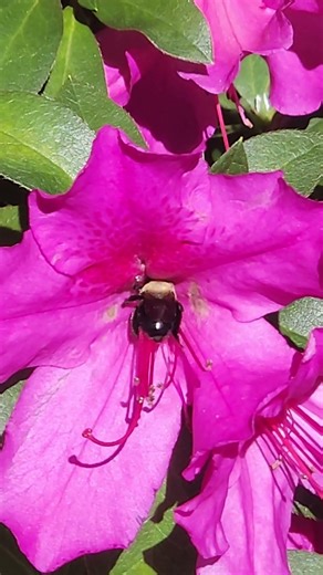 Big Bumble Bee Gathering Pollen #florida #nature #bumblebee