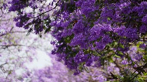 Kunming, capital city of southwest China's Yunnan Province, is being adorned with blooming jacaranda blossoms. In recent years, the purple flowers have become a sensation and attracted numerous visitors to the popular tourist city, which is known for its eternal spring-like weather and various flowers. #ChinaSeen | CGTN