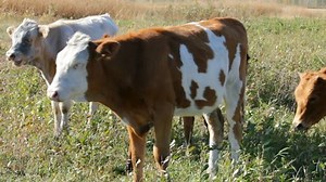 Calves Walking Stock Footage Video (100% Royalty-free) 1103152 | Shutterstock