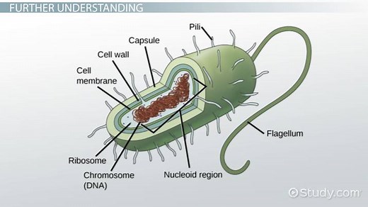 Prokaryotic Cells | Definition, Structure & Examples