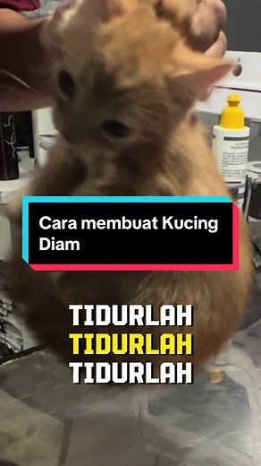 Cara Membuat Kucing Tetap Diam dan Tenang