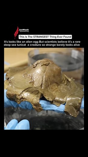 Follow @justwatchog because every day I show you the strangest, rarest and most unexplained things hiding in our oceans… and this one might be the weirdest yet. Deep below the surface, scientists discovered this strange “egg-like” blob attached to the ocean floor. At first glance it looks like something not from Earth, but it’s actually linked to one of the most mysterious groups of animals deep-sea tunicates. These creatures survive in conditions where: sunlight never reaches, pressure can crus