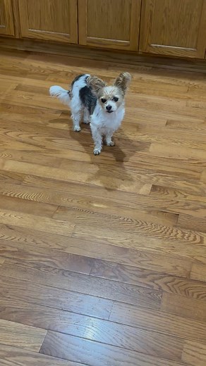 Does anyone else’s dog do this?! He acts like he is being hurt every time I step while wearing heels 👠 🤣🤣🤣🤣🤣 | Julie Fulkerson