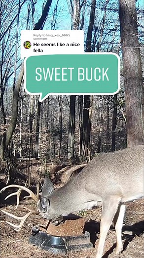 Name Ideas for Our Sweet Buck