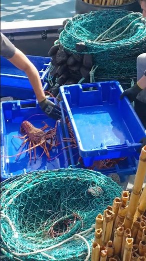 Unloading lobster Palinurus elephas