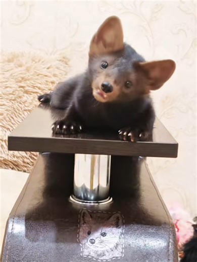 Funny Moments with Sable Funtik and Friends