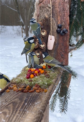 Wild Birds Feeding ASMR: A Charcuterie Moment