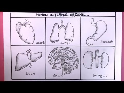 How To Draw Human Internal Organs Step By Step