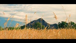 42K views · 635 reactions | The Clark County Wetlands Park is one of Las Vegas’ best kept secrets. Follow miles of walking trails along beautiful streams with an array of plants, animals and birds. | Spirit of Nevada | Facebook