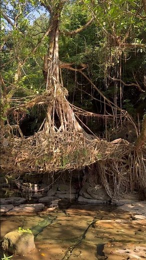 Root bridge.