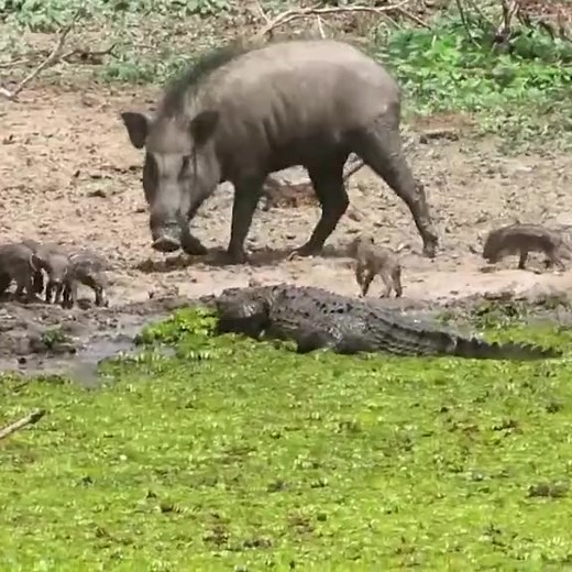 1.4M views · 6.7K reactions | Wild Boars attack Crocodile | Liga Distrital de Fútbol de Chincha Alta | Facebook