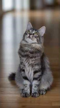 Are Cat Scratches Dangerous? Safe Handling Tips Every Cat Parent Should Know #catlovers #catowners