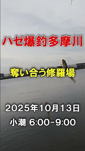 ハゼを3匹同時に釣る裏ワザ 2025年10月13日 #ハゼ釣り #ハゼ #釣り #多摩川 #東京 #大田区 #羽田空港 #羽田イノベーションシティ #江戸 #shorts