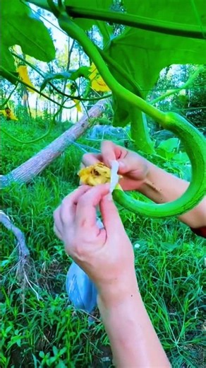 Cultivation Technique: Shaping the Fruit for Optimal Appearance