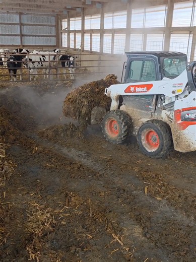 Efficient Heifer Shed Cleaning Techniques for Farmers