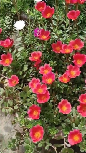 How To Complite 1k Subscribers in very Fast way #gardening #shorts