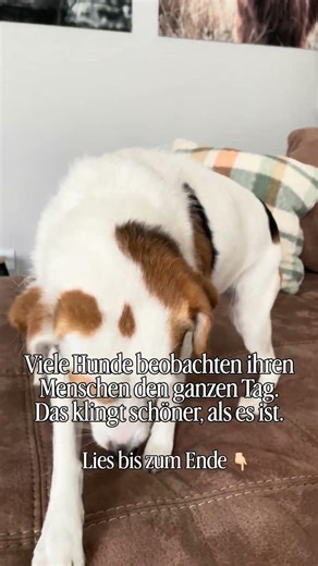 Viele Hunde beobachten ihren Menschen den ganzen Tag. Das klingt schöner, als es ist.