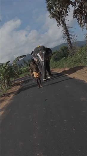Majestic Temple Elephant Walking on Road 🐘✨ | Arani Padaveu